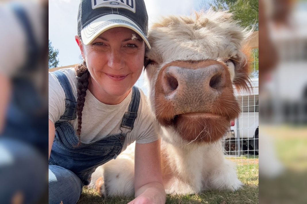 April Crossley with pet Highland cow